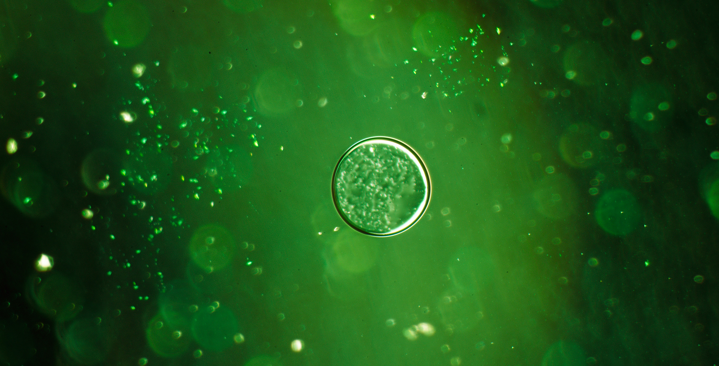 The Vital Role of DHA in Modern Nutrition